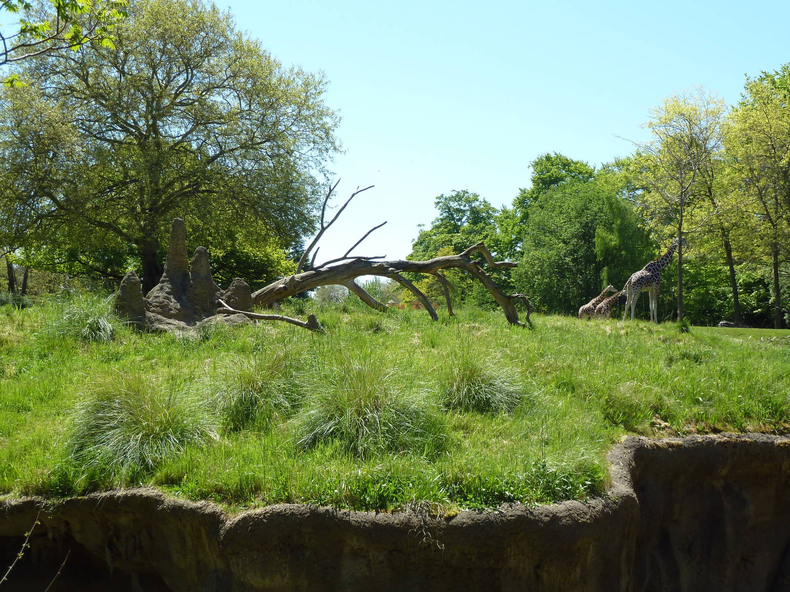 Patas Monkey Exhibit (with giraffes in background)