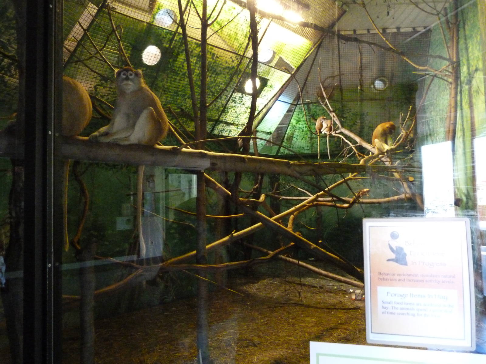 Patas Monkey Exhibit