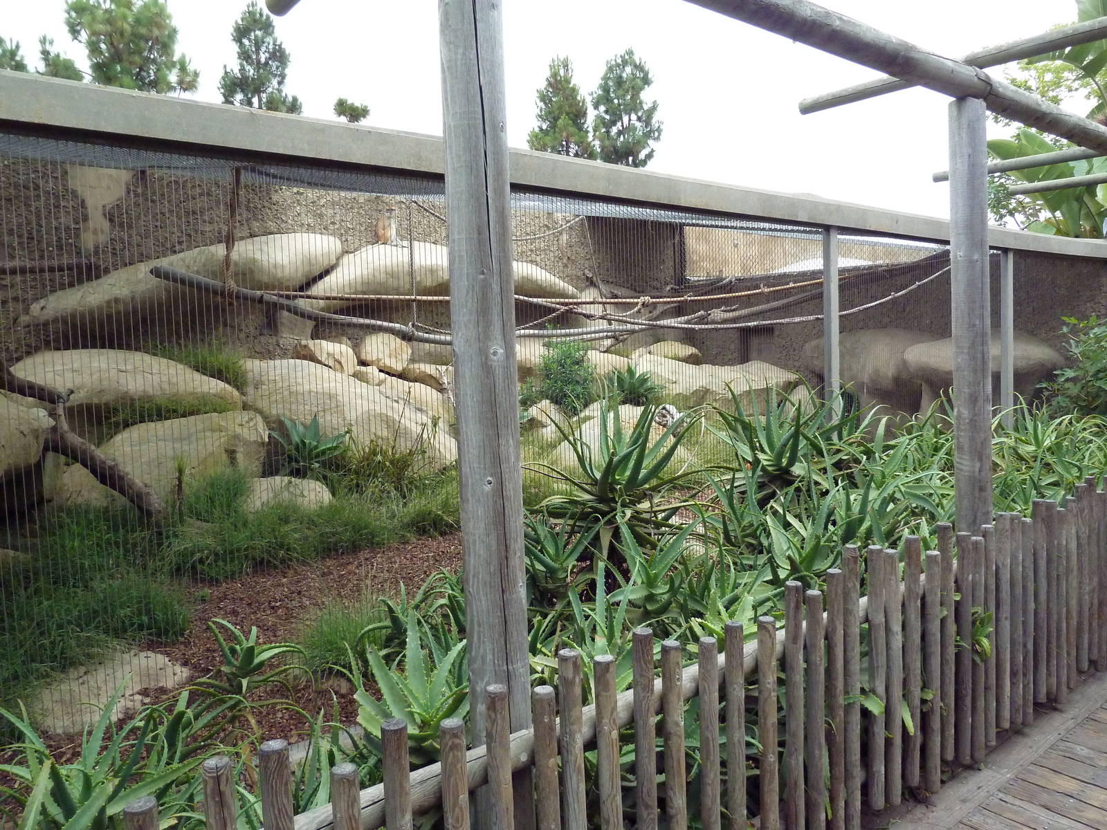 Patas Monkey Exhibit