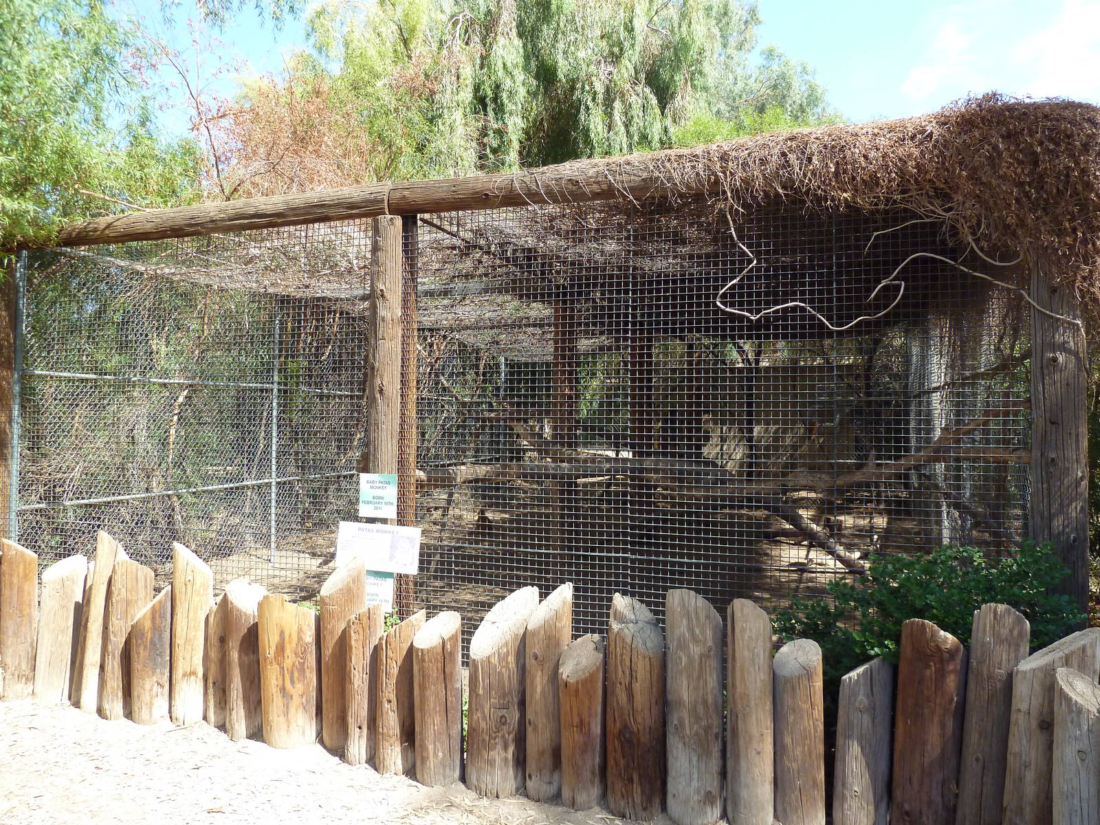 Patas Monkey Exhibit