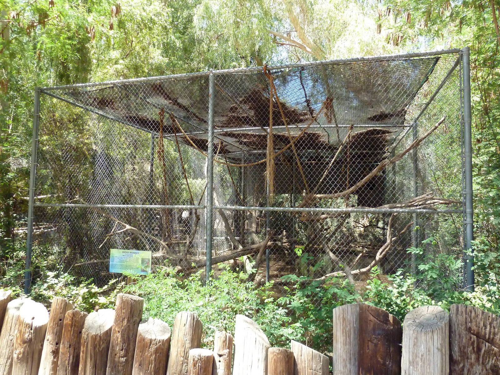 Patas Monkey Exhibit