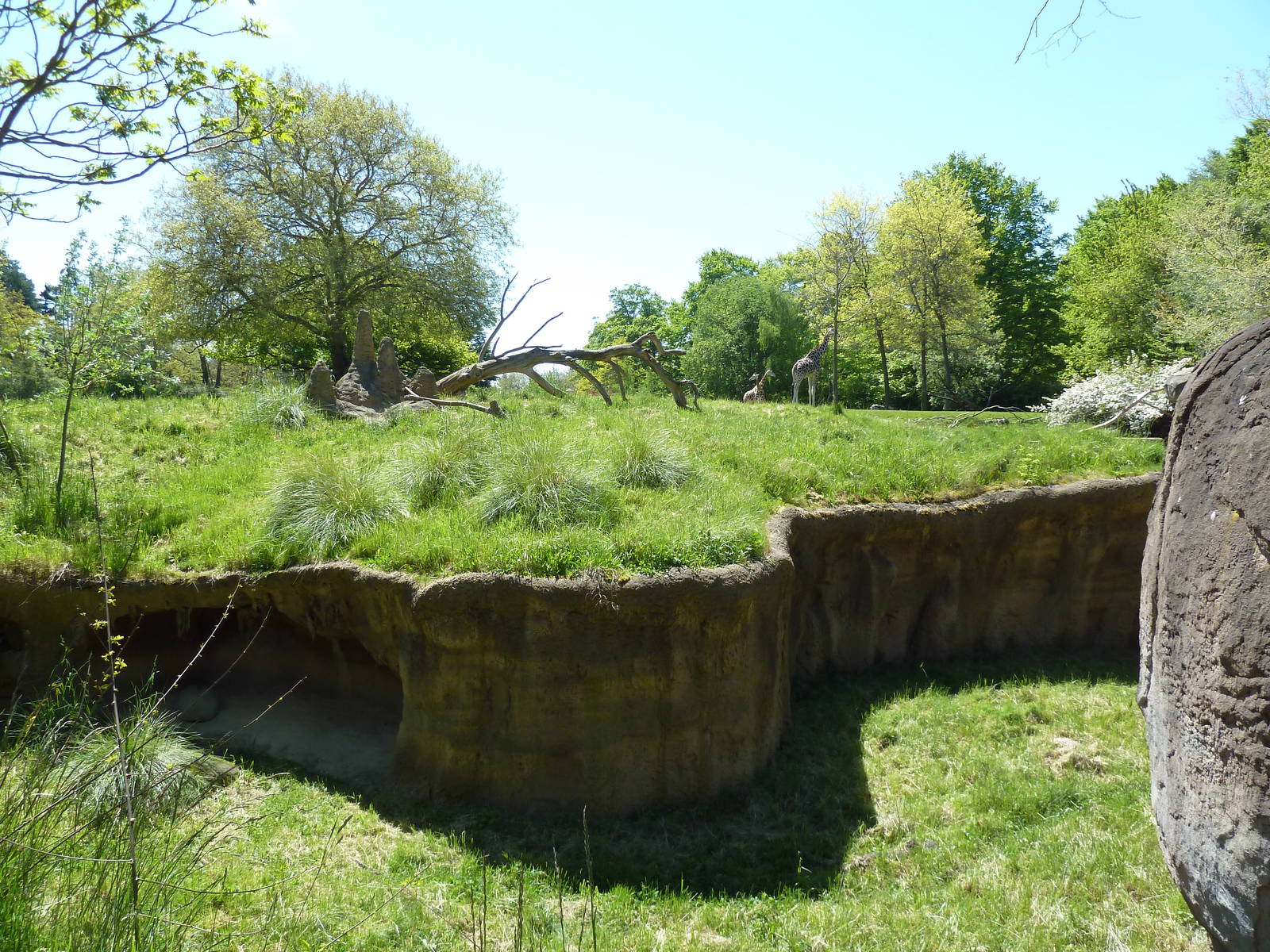 Patas Monkey Exhibit