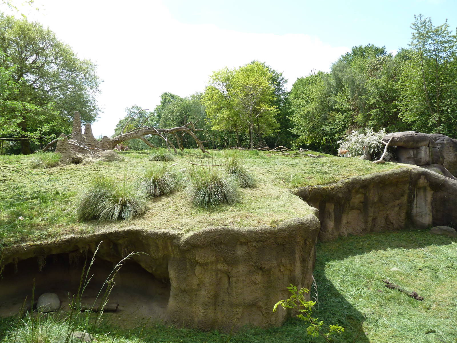 Patas Monkey Exhibit