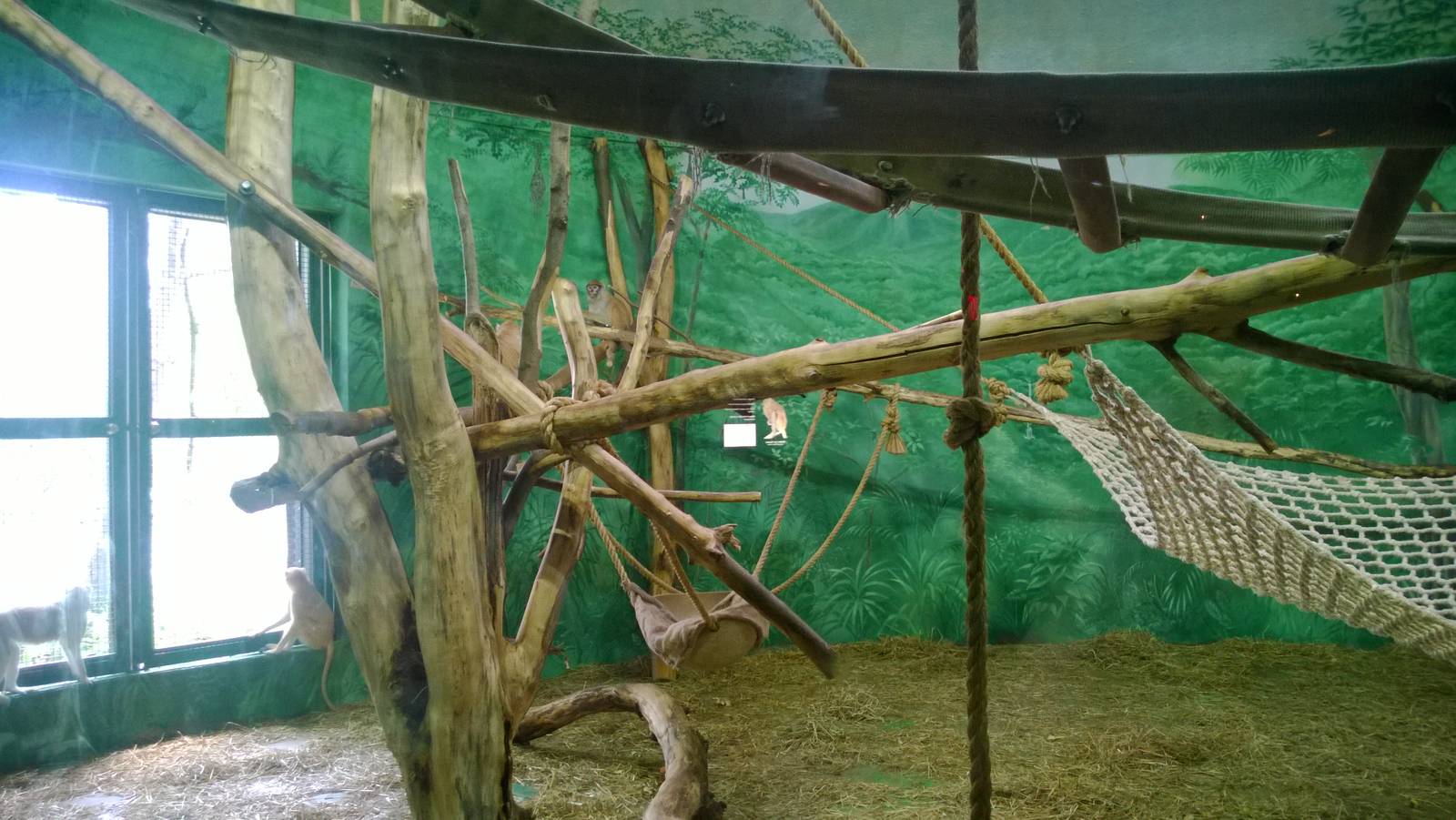 Patas Monkey Exhibit