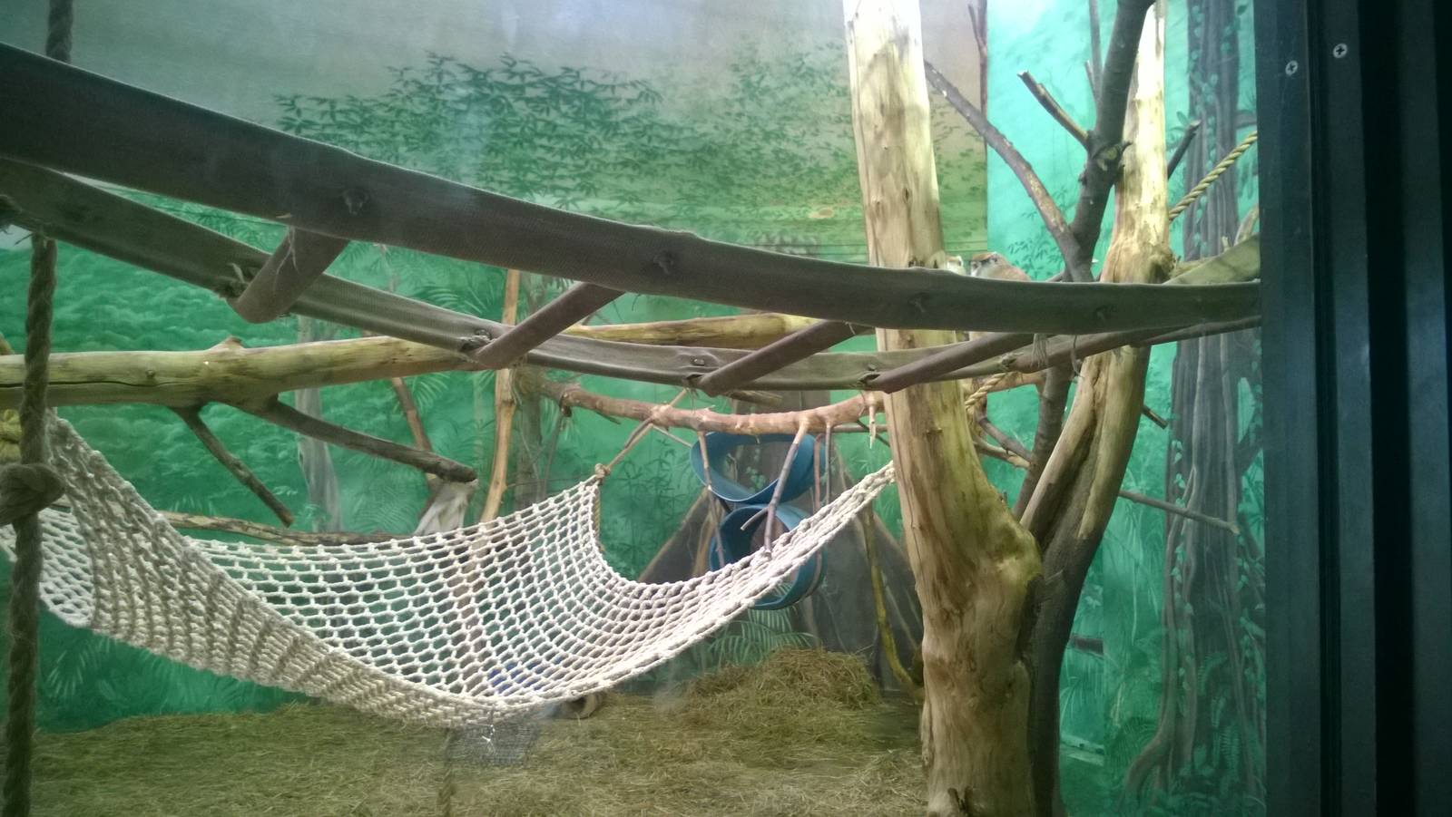 Patas Monkey Exhibit