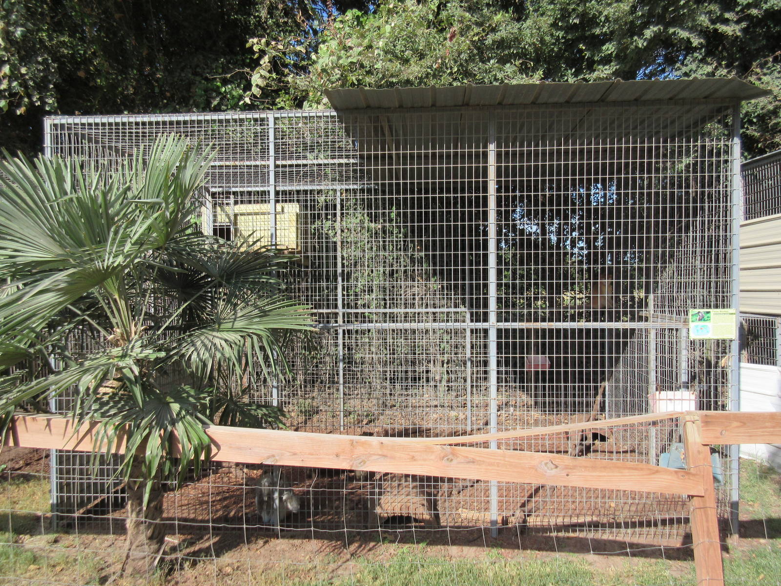Patas Monkey Exhibit
