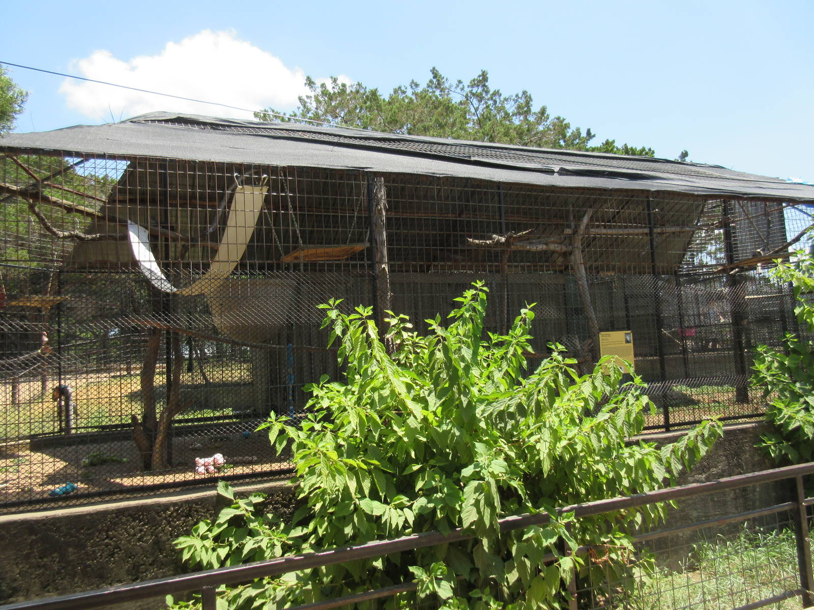 Patas Monkey Exhibit