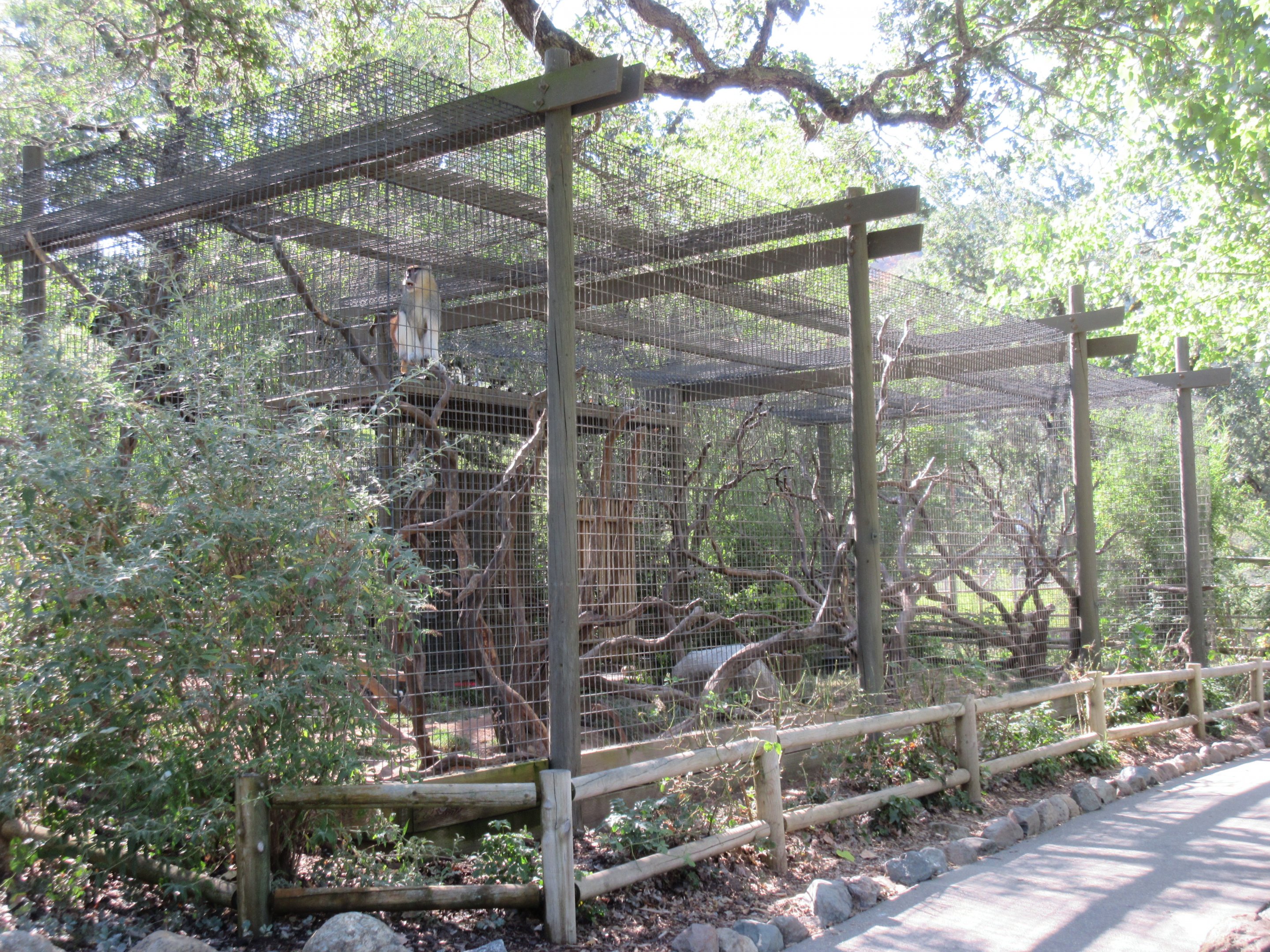 Patas Monkey Exhibit