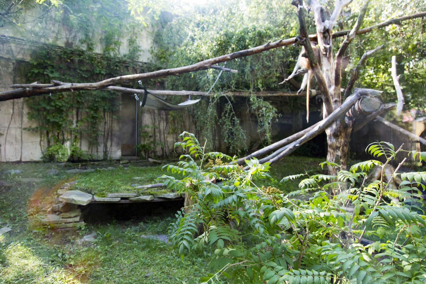 Patas Monkey Exhibit