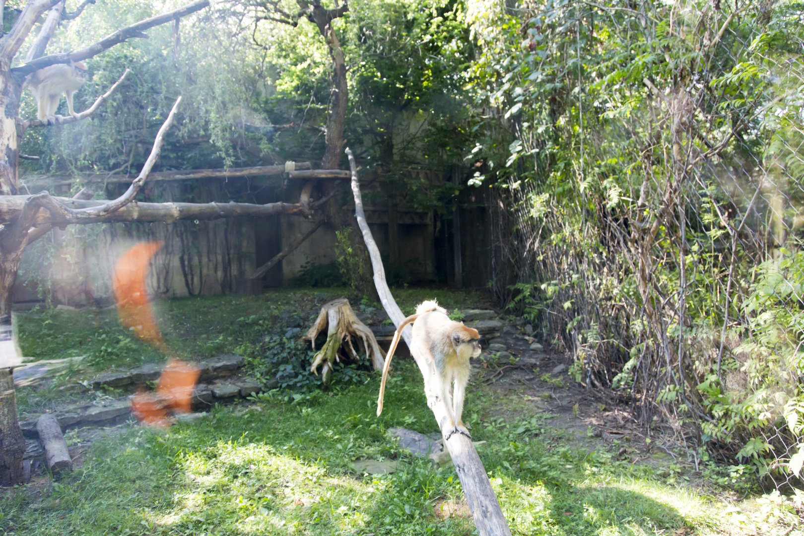 Patas Monkey Exhibit