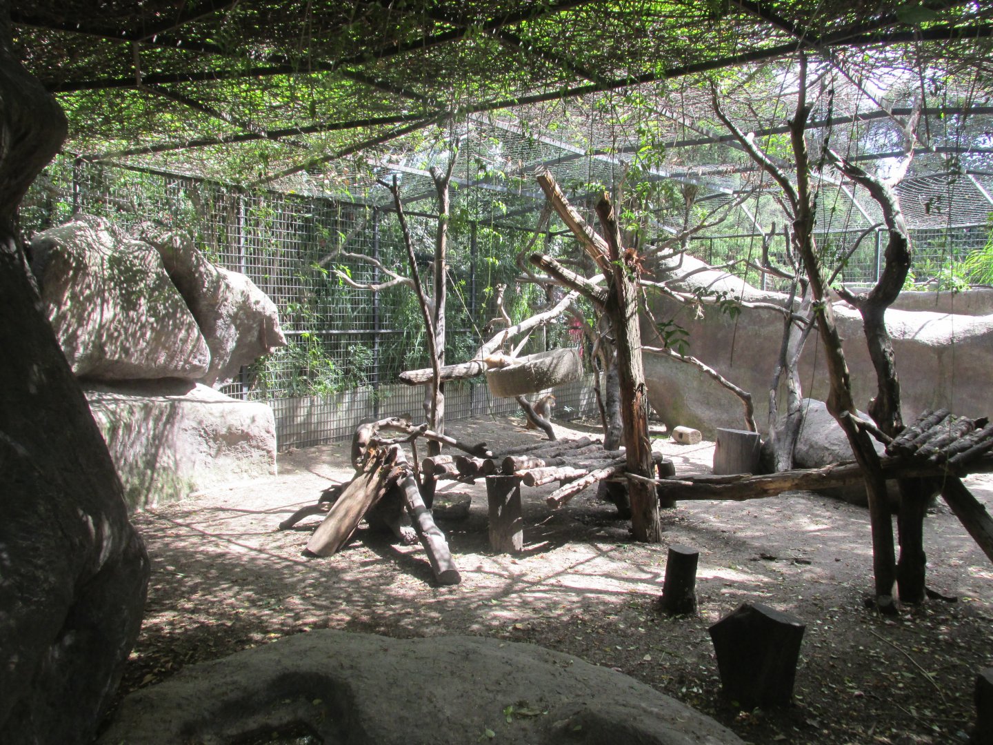 patas monkey exhibit