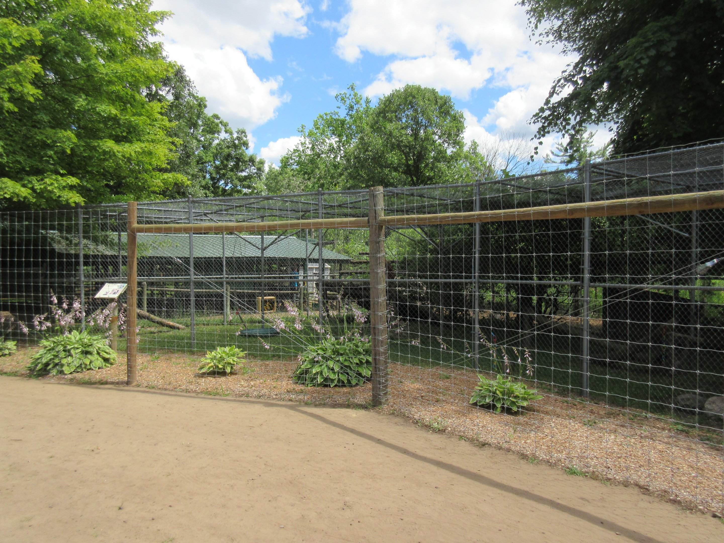Patas Monkey Exhibit