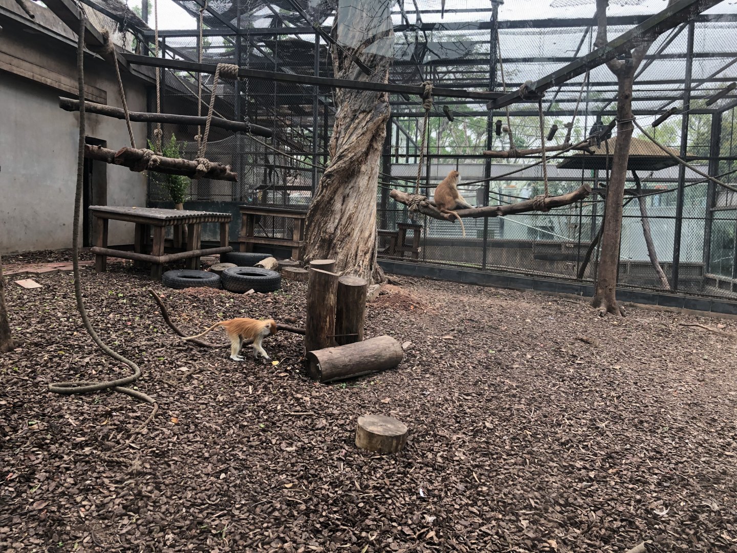 Patas Monkey Exhibit