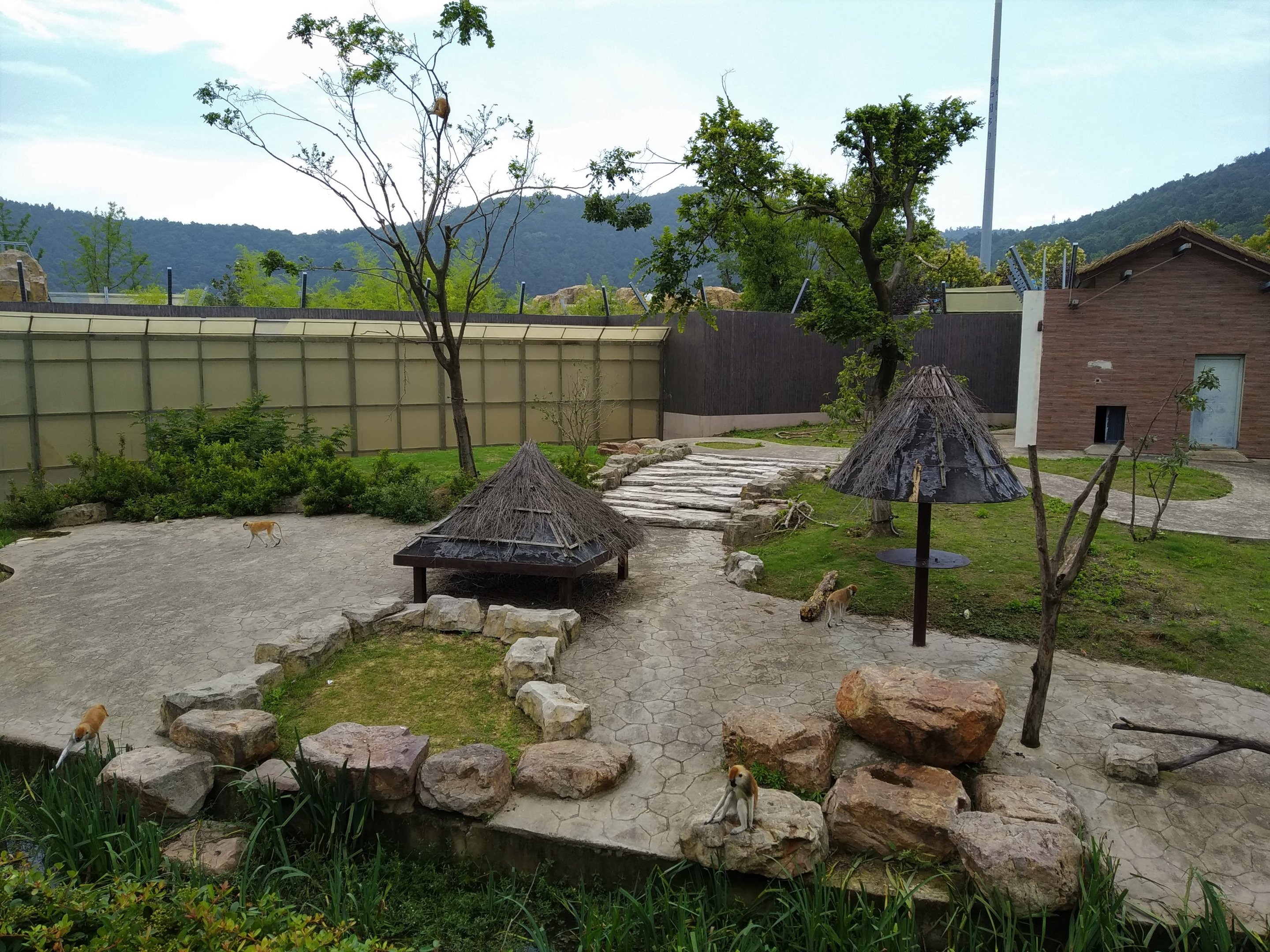 Patas Monkey Exhibit