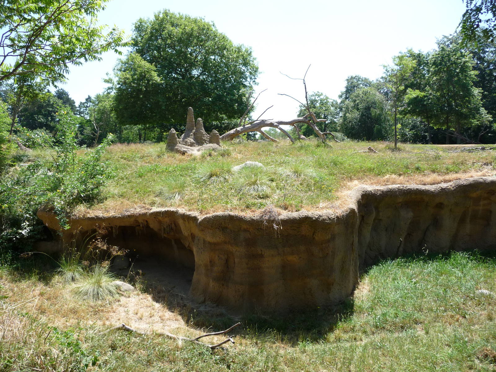 Patas Monkey Exhibit