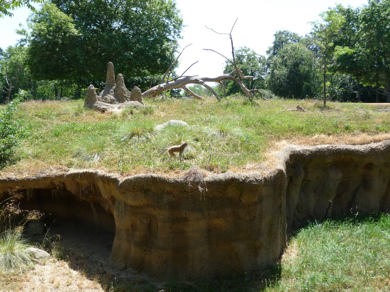 Patas Monkey Exhibit