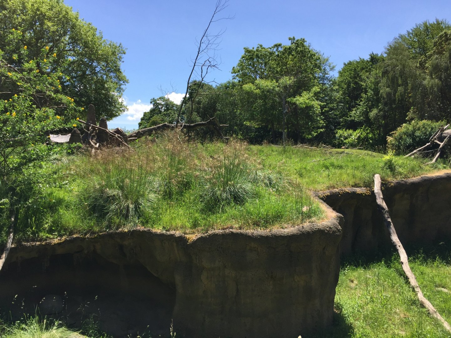 Patas Monkey Exhibit