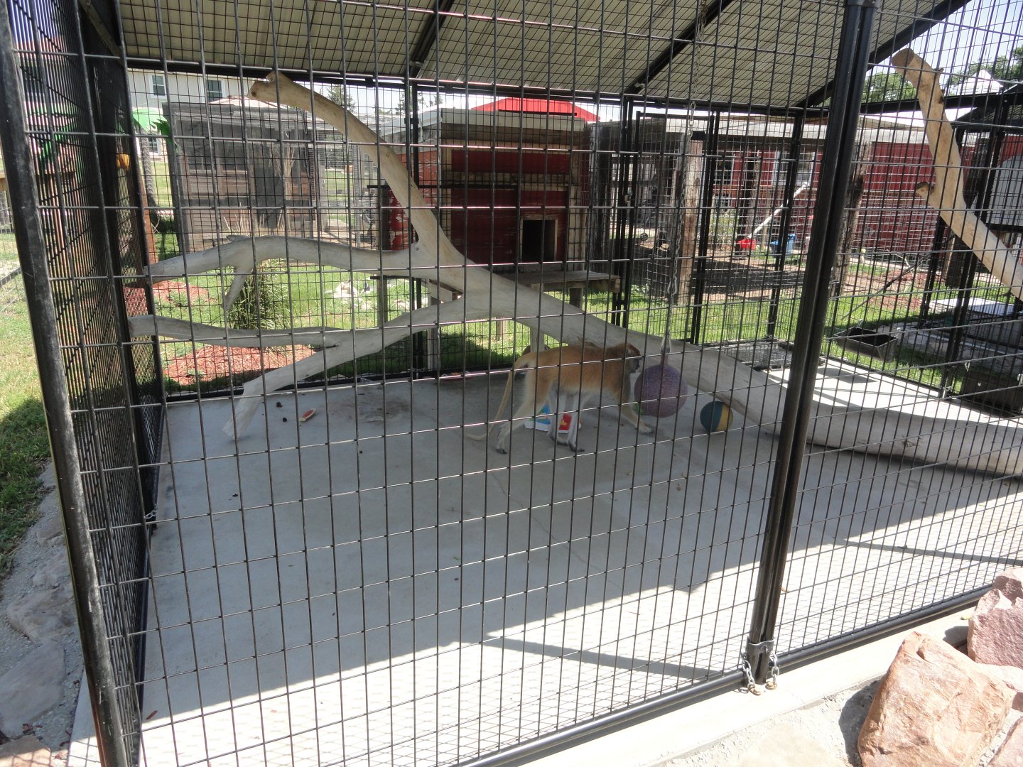 Patas Monkey Exhibit