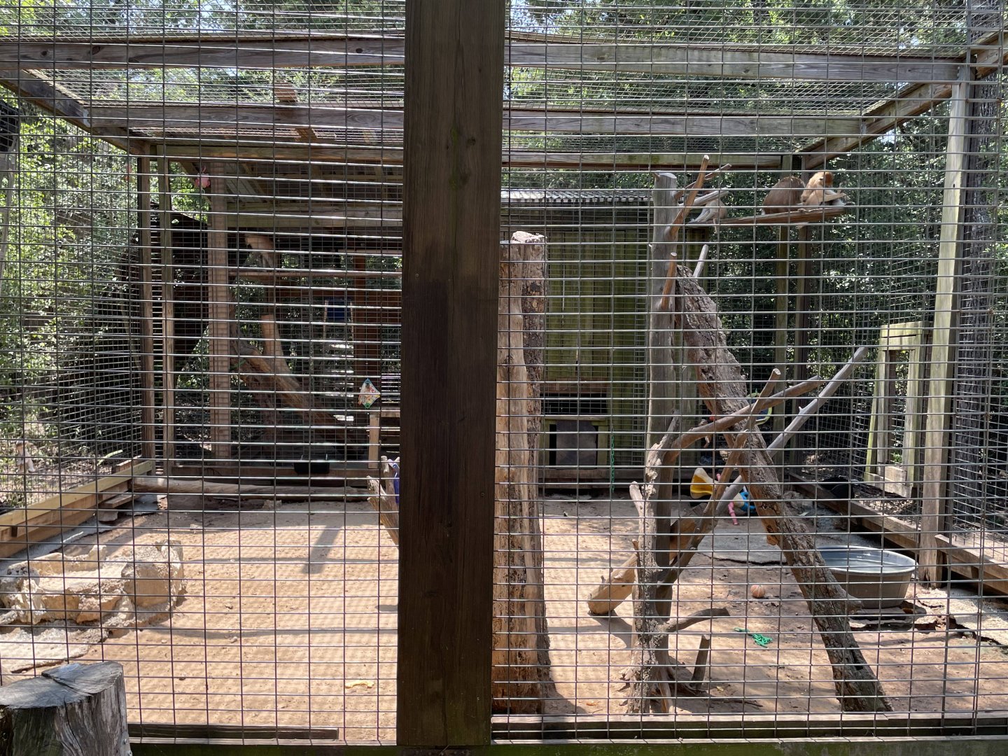 Patas Monkey Exhibit