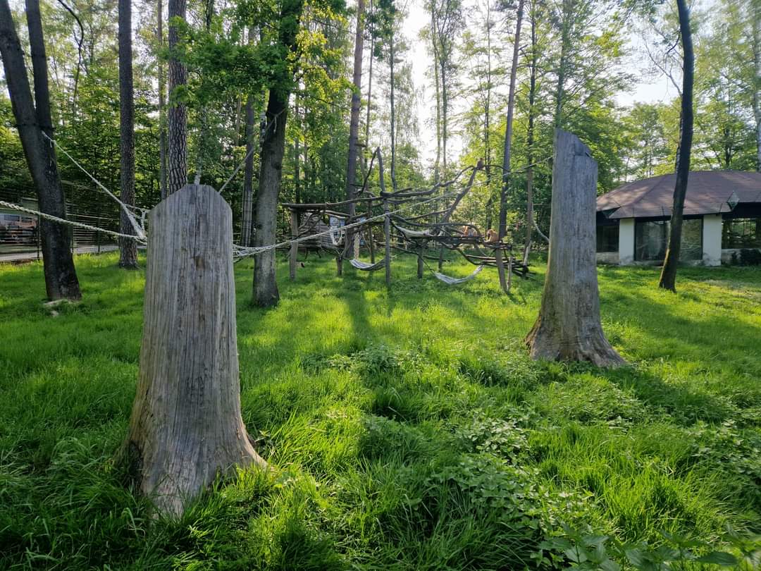 Patas monkey exhibit
