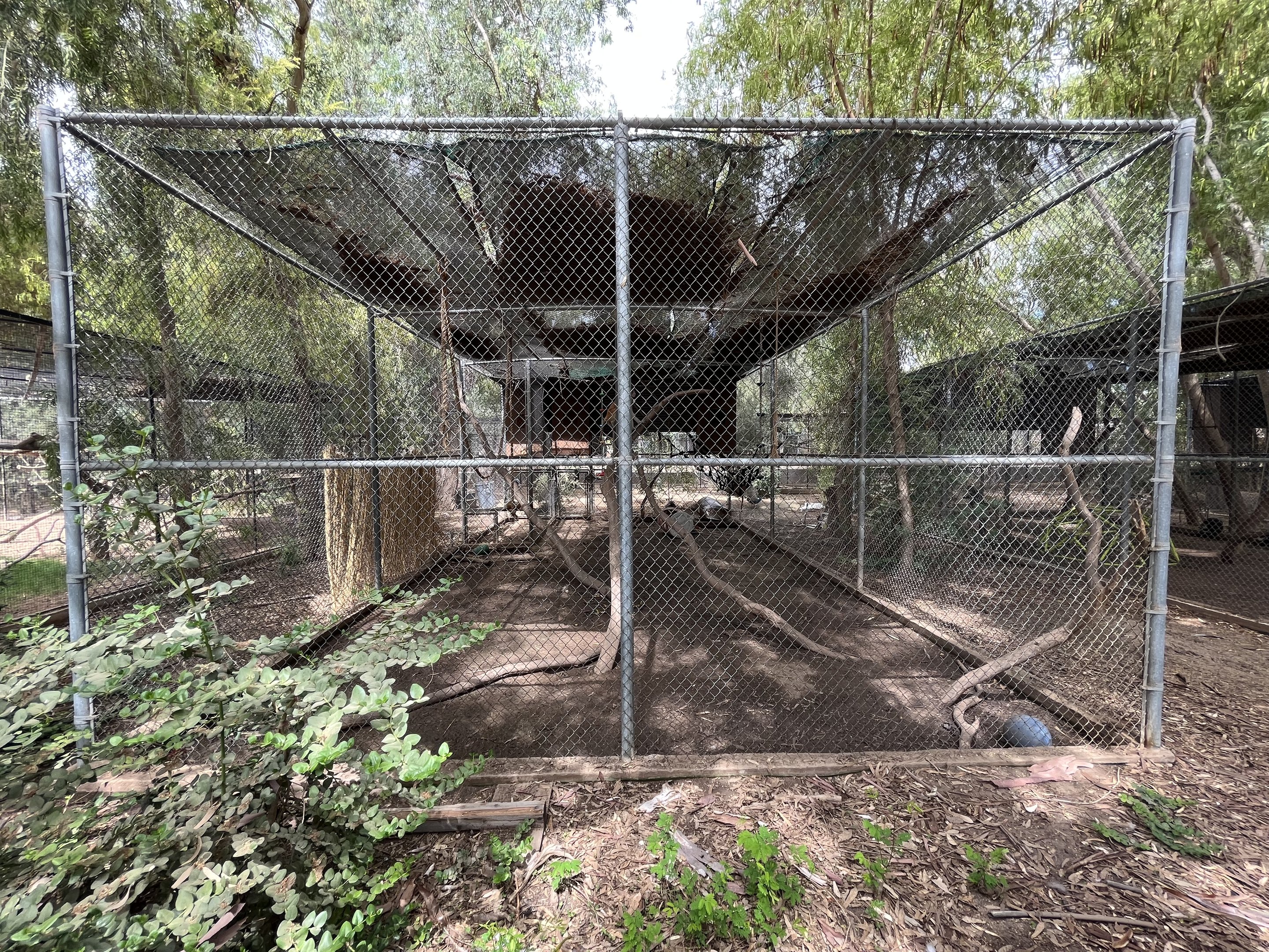 Patas Monkey Exhibit