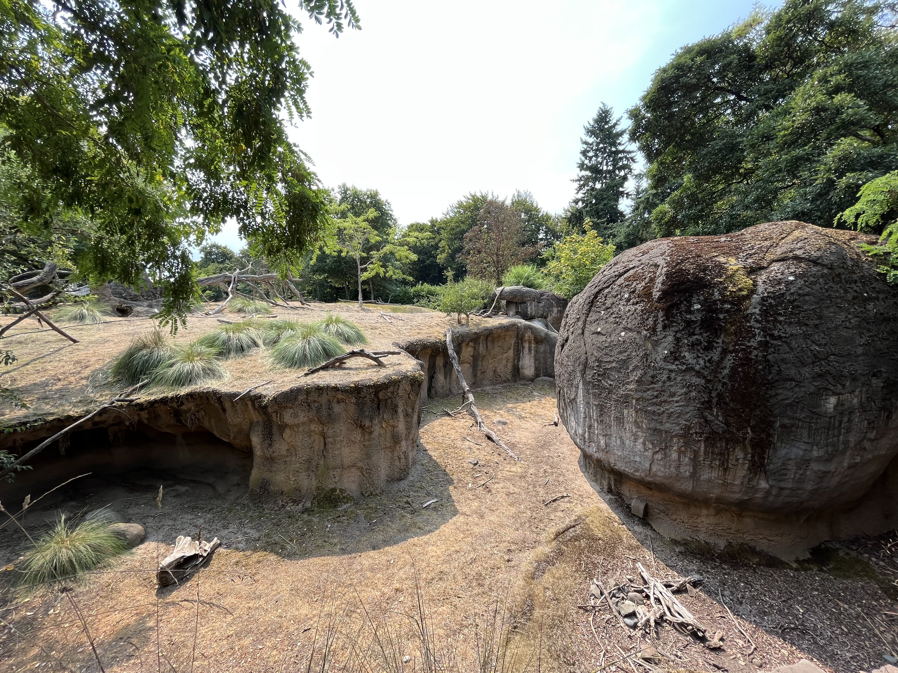 Patas Monkey Exhibit