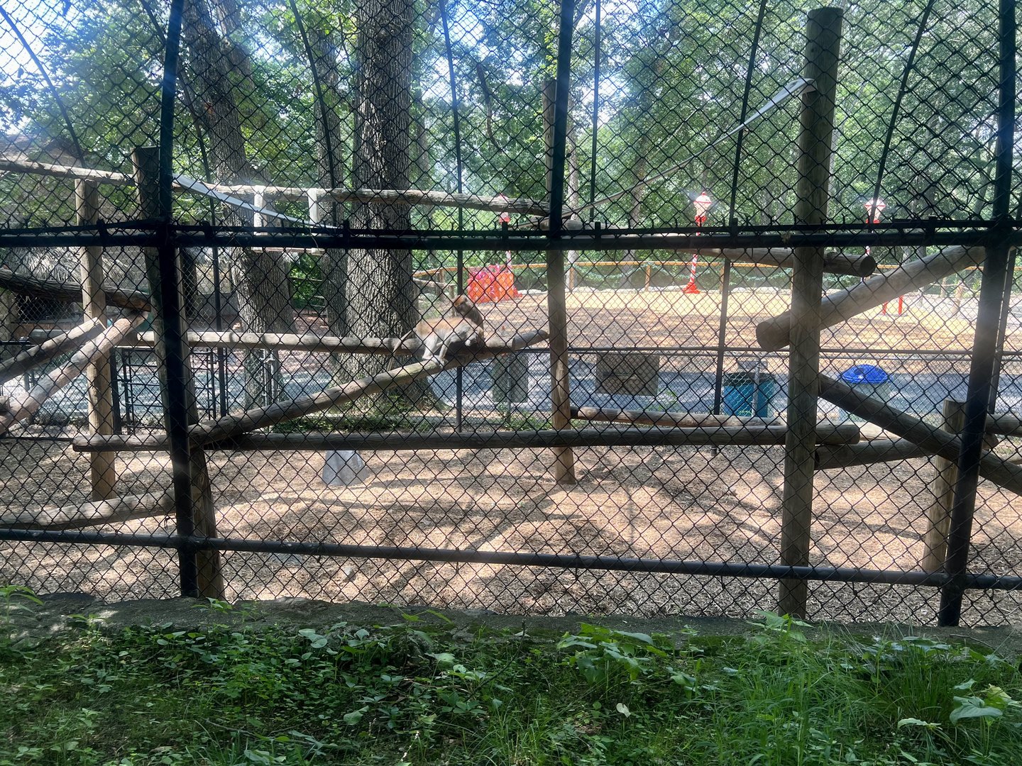 Patas Monkey Exhibit