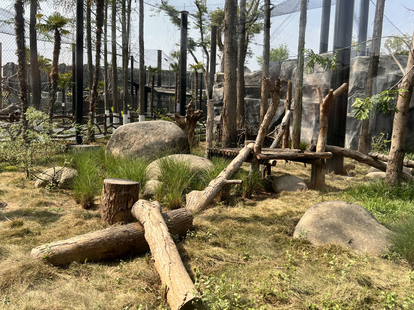 Patas Monkey Exhibit