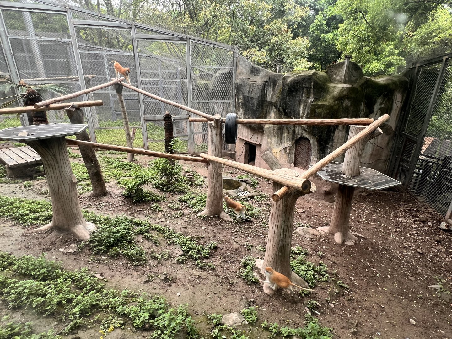 Patas Monkey Exhibit