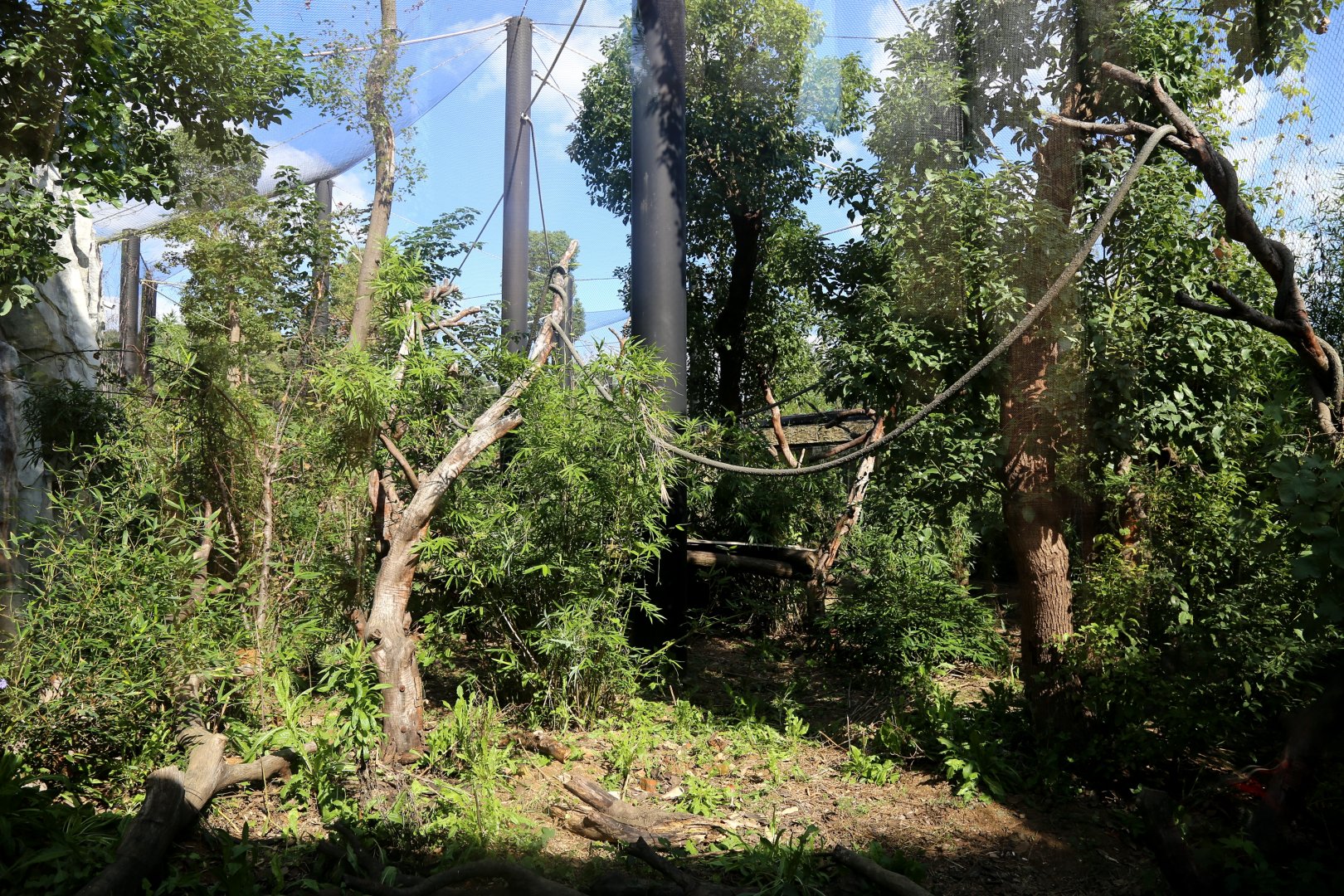 Patas Monkey Exhibit