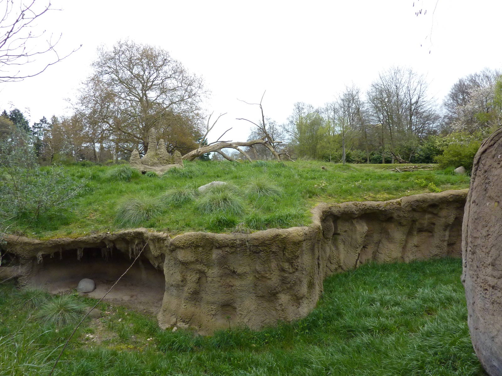 Patas Monkey Exhibit