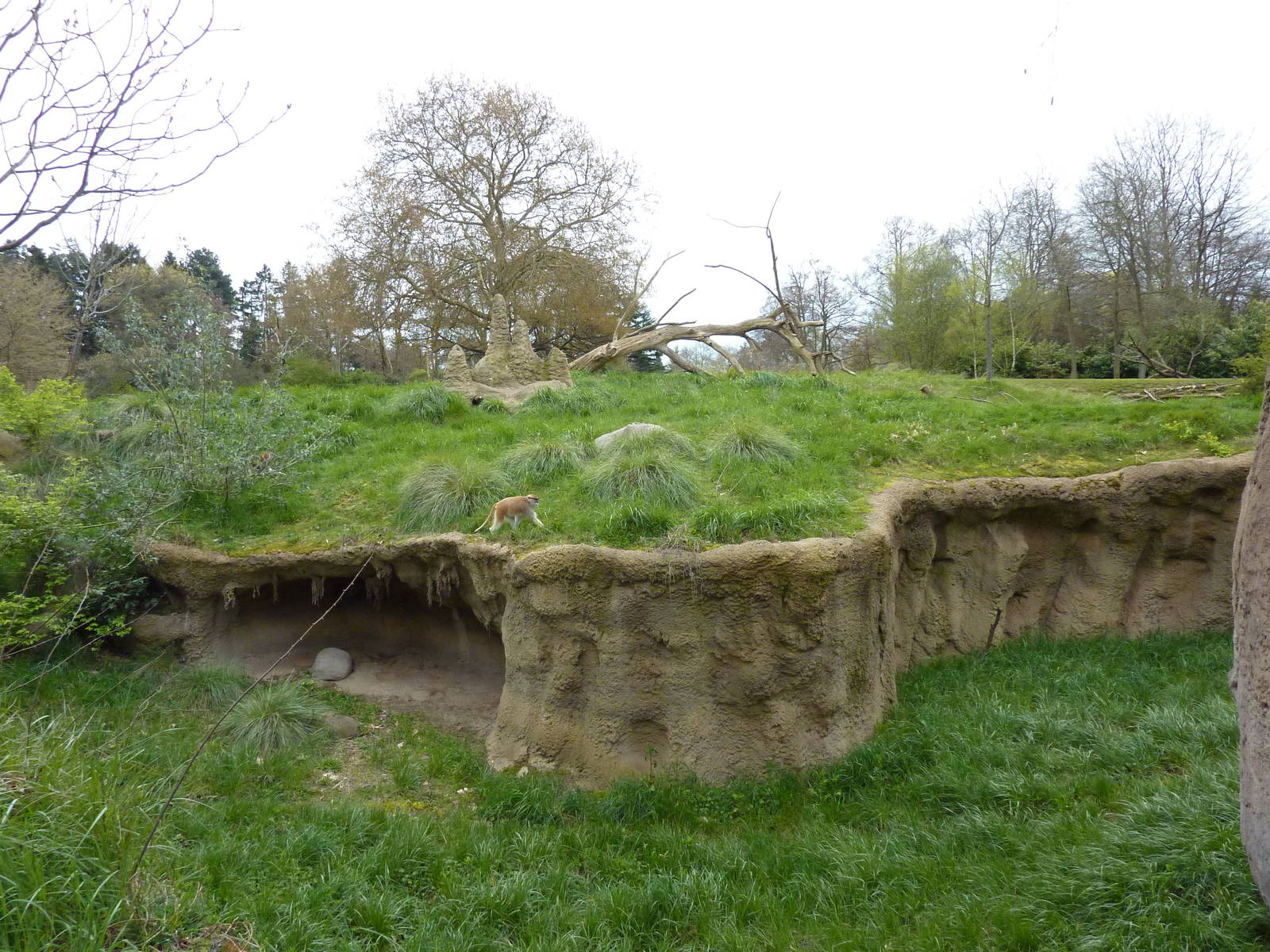 Patas Monkey Exhibit
