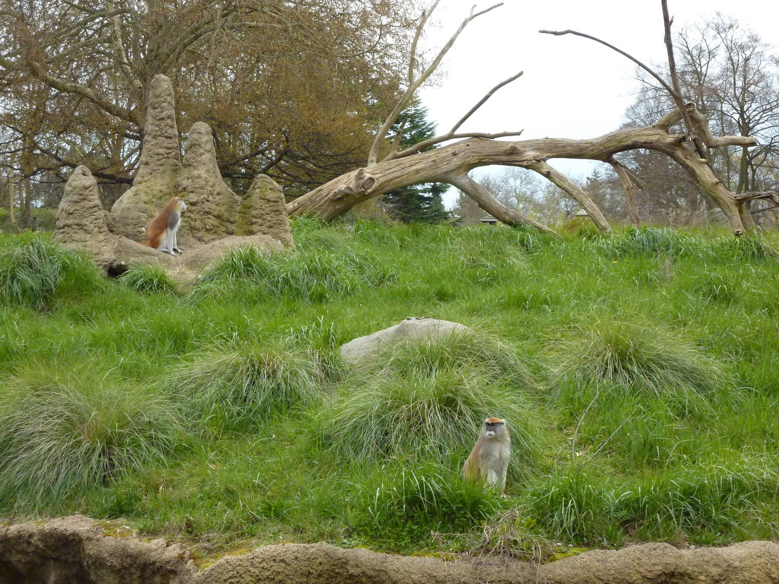 Patas Monkey Exhibit