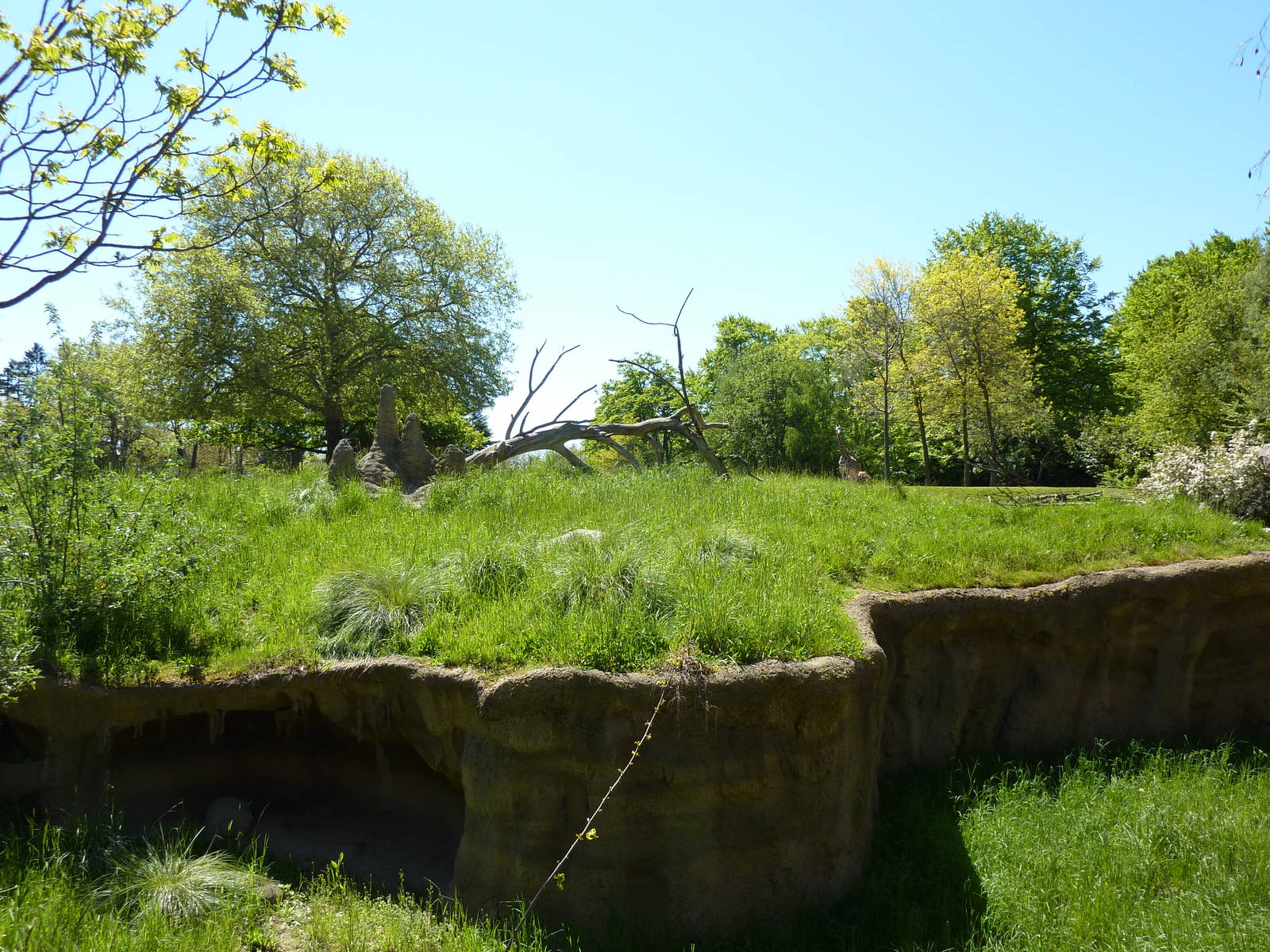 Patas Monkey Exhibit