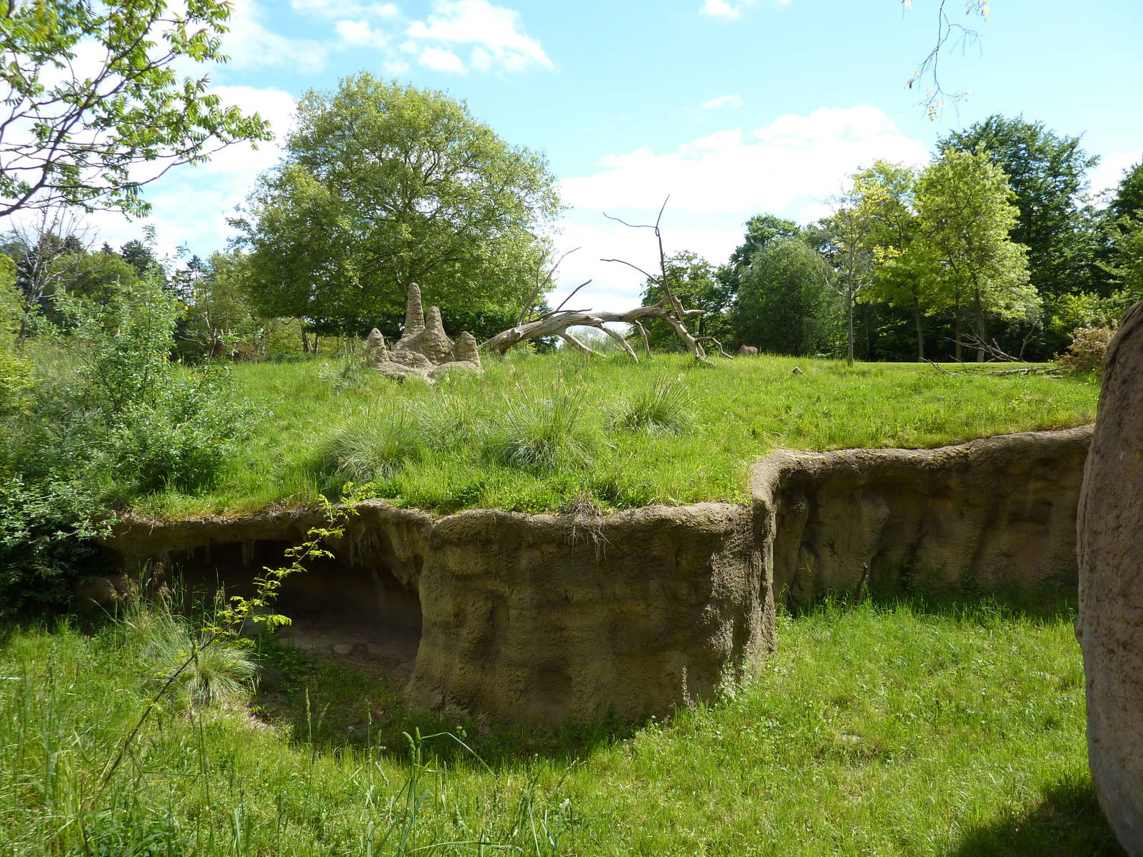 Patas Monkey Exhibit
