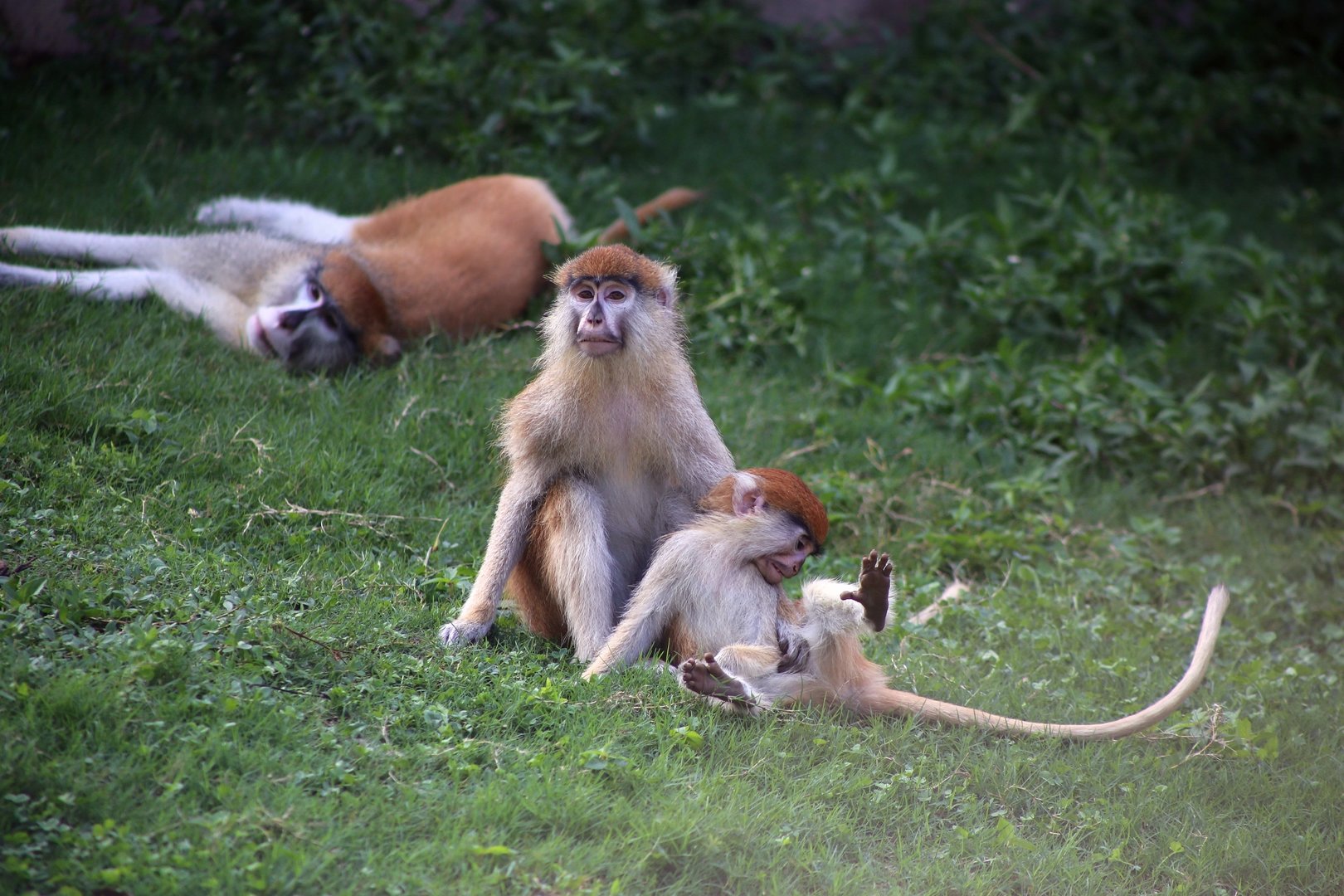 Patas Monkey Family