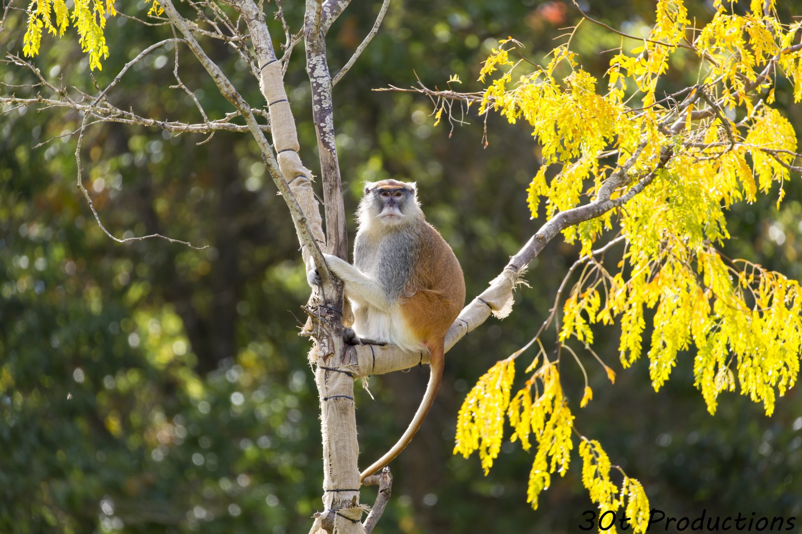Patas monkey in a tree