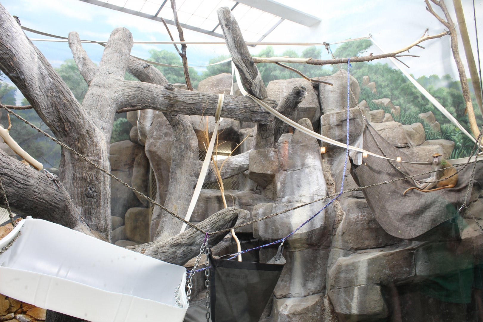 Patas Monkey Indoor Exhibit - Primate House