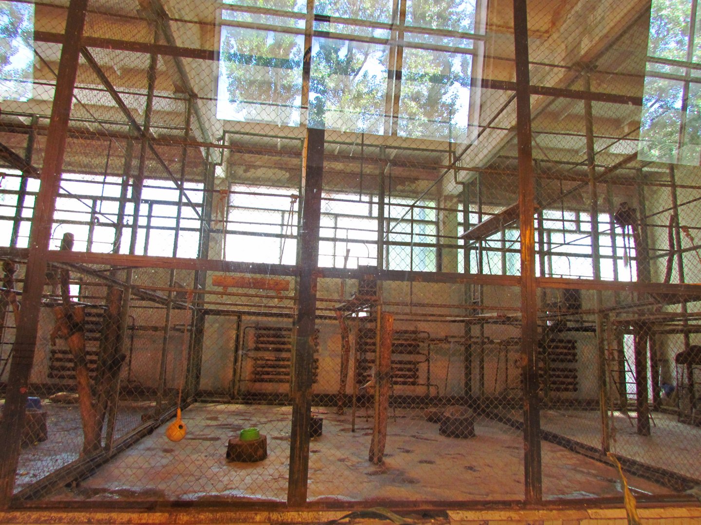 Patas monkey indoor exhibit