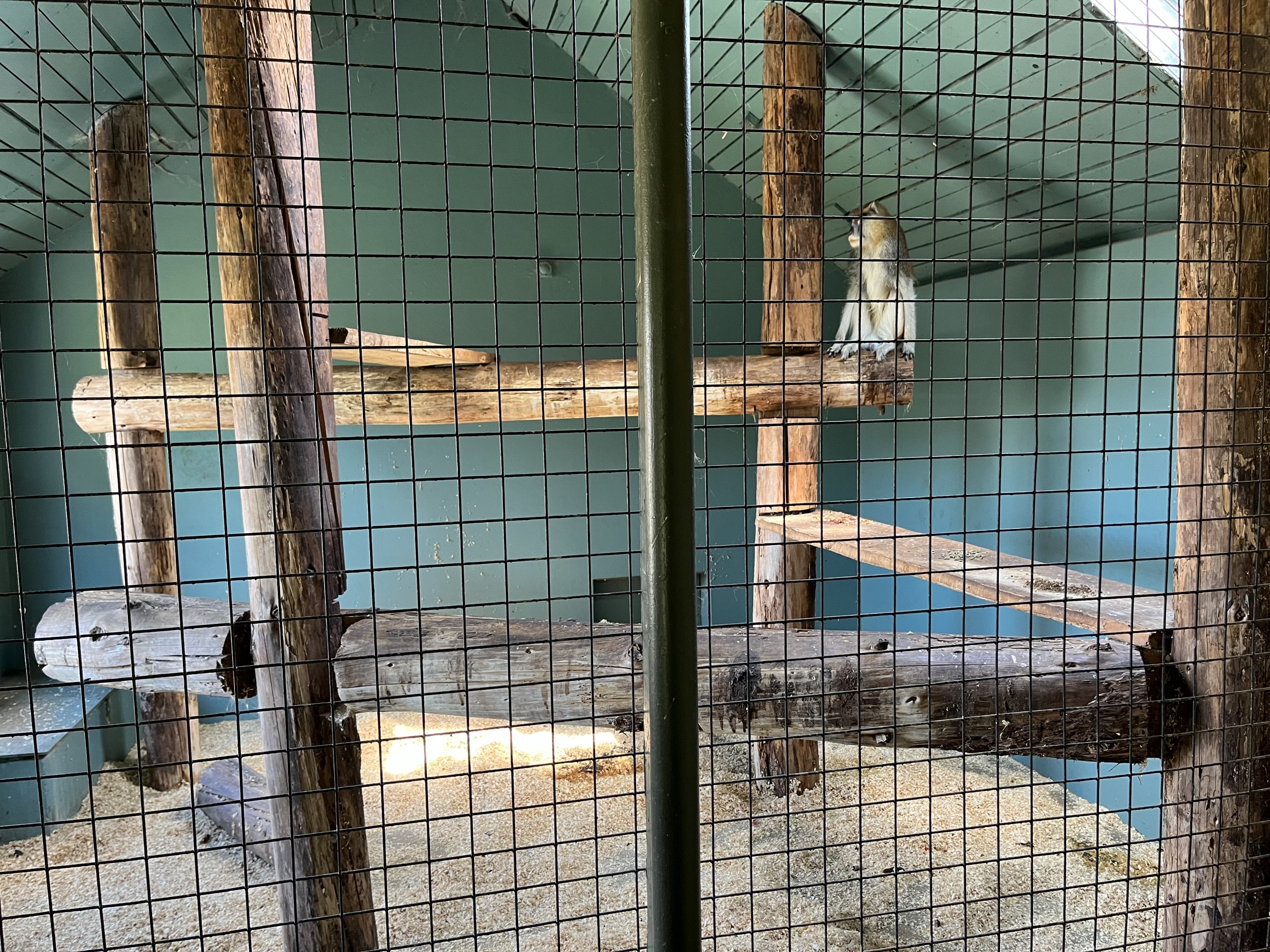 Patas Monkey Indoor Exhibit