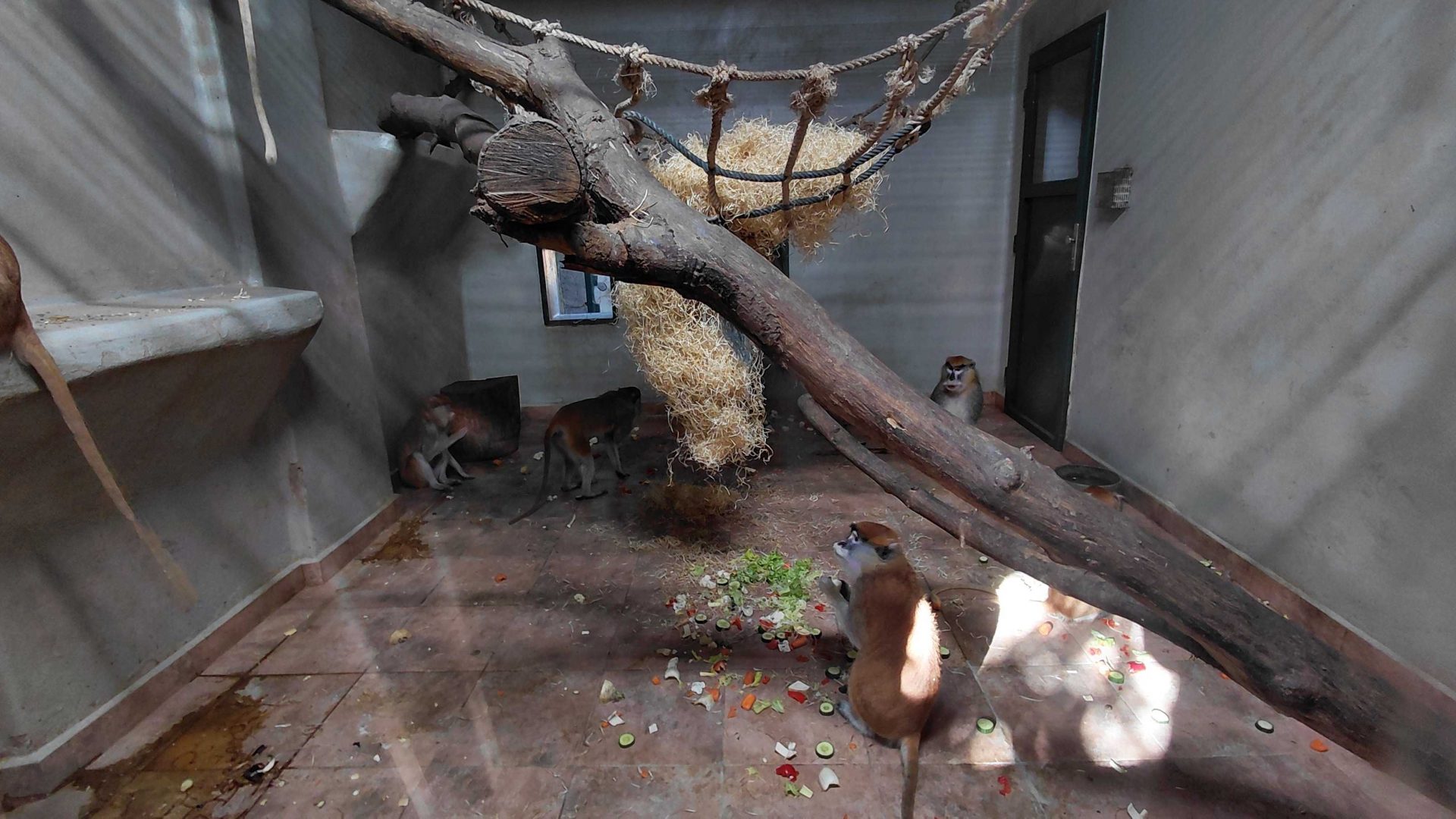 Patas monkey indoor exhibit