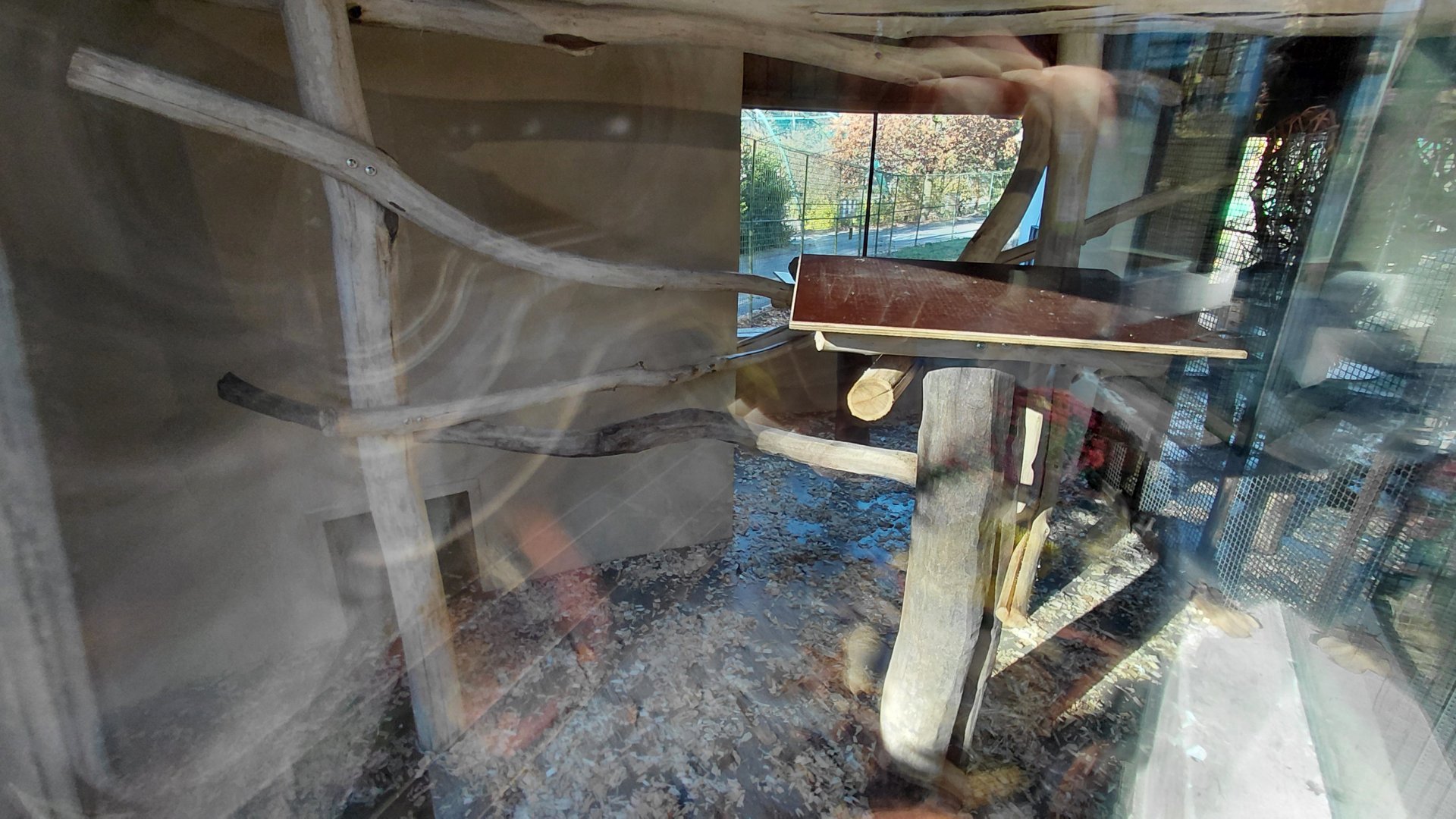 Patas monkey indoor exhibit