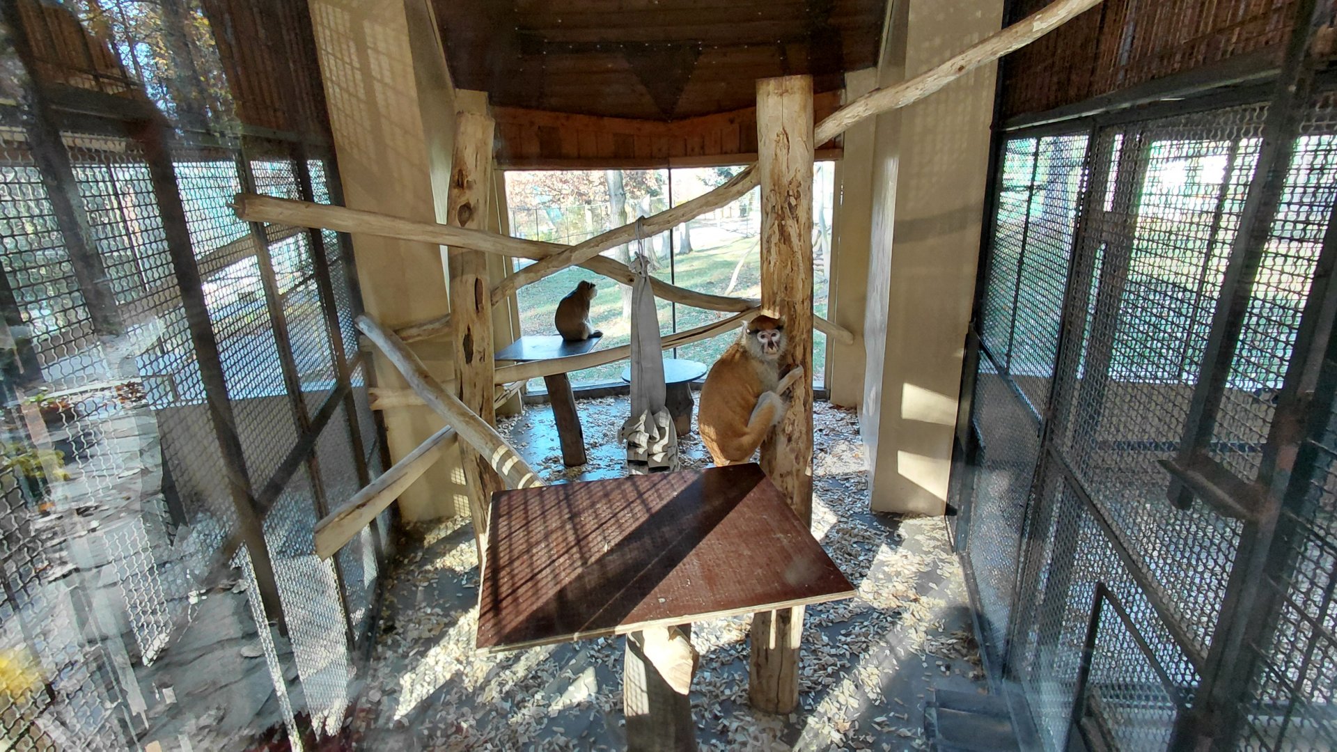 Patas monkey indoor exhibit