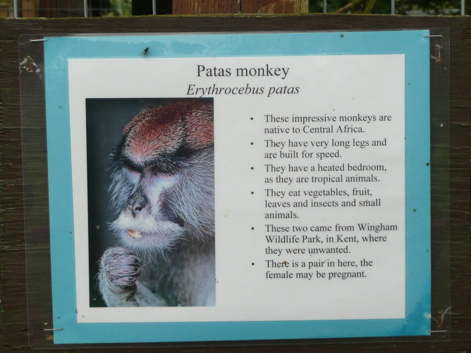 Patas monkey label