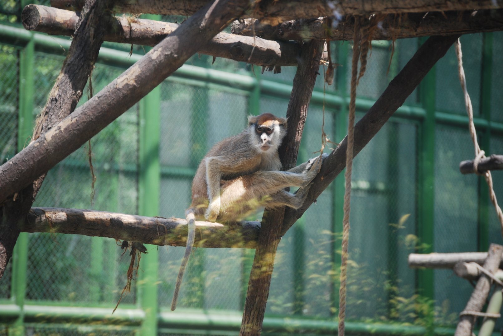 Patas monkey -  Lahore zoo 26/4/2025