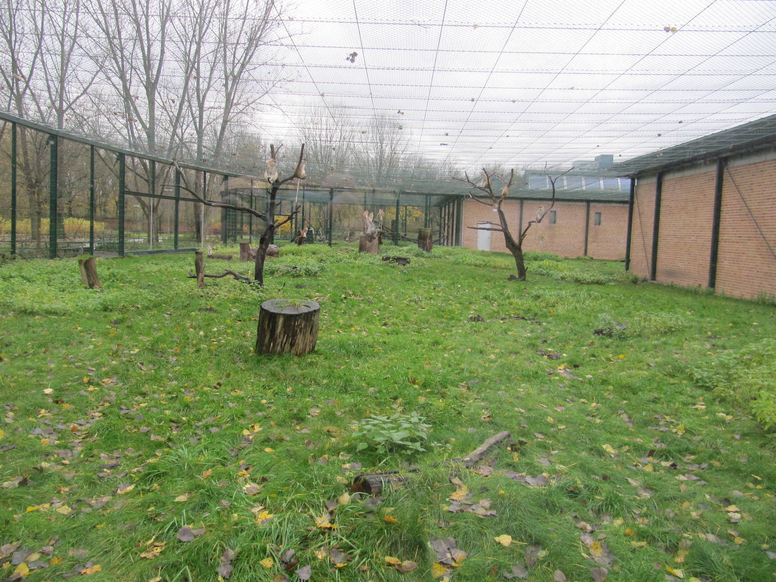 Patas monkey nov 2010