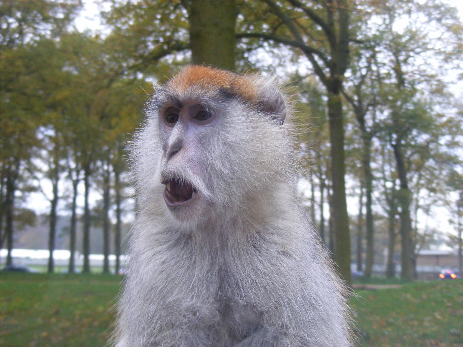 Patas monkey (on my car bonnet) at Woburn Safari Park, 14 November 2010