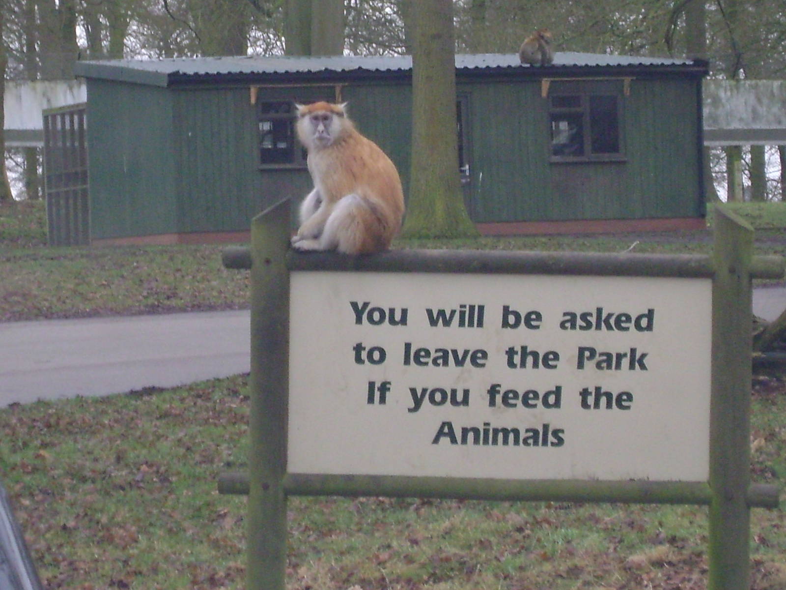Patas monkey on sign