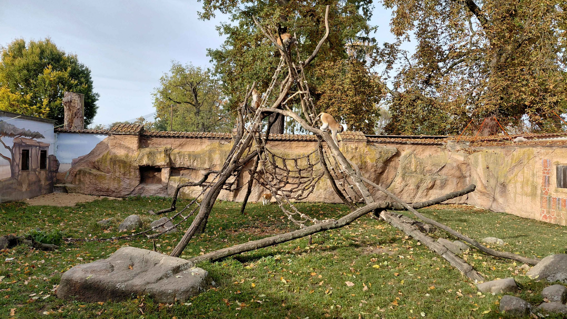 Patas monkey outdoor exhibit