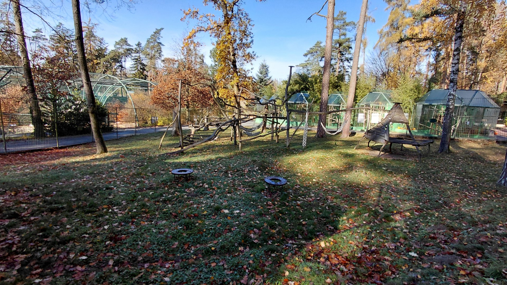 Patas monkey outdoor exhibit